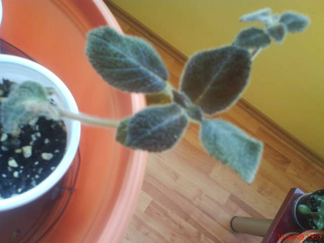 Chocolate Velour - Episcia