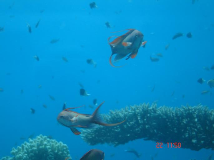 525 Israel - Eilat - The Observatory Marine Park - 2008 ISRAEL NOIEMBRIE