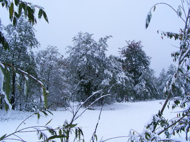 DSCF7315 - ninge in Maramu