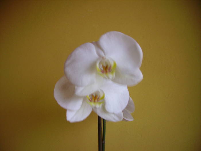 IMG_0466 - orhidee