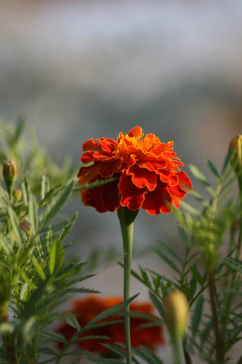 Tagetes - garden 2009