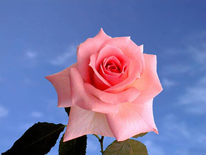 wp_120783_2 - trandafiri