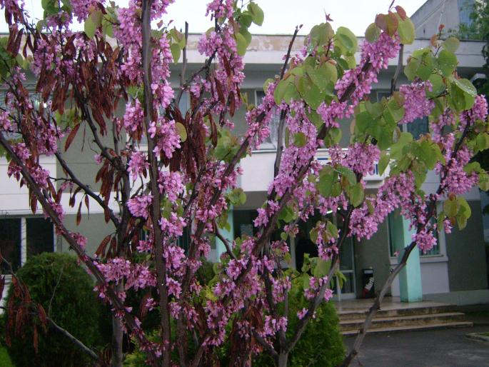 salcam roz - GRADINA DIN SPATE DE-A LUNGUL ANILOR