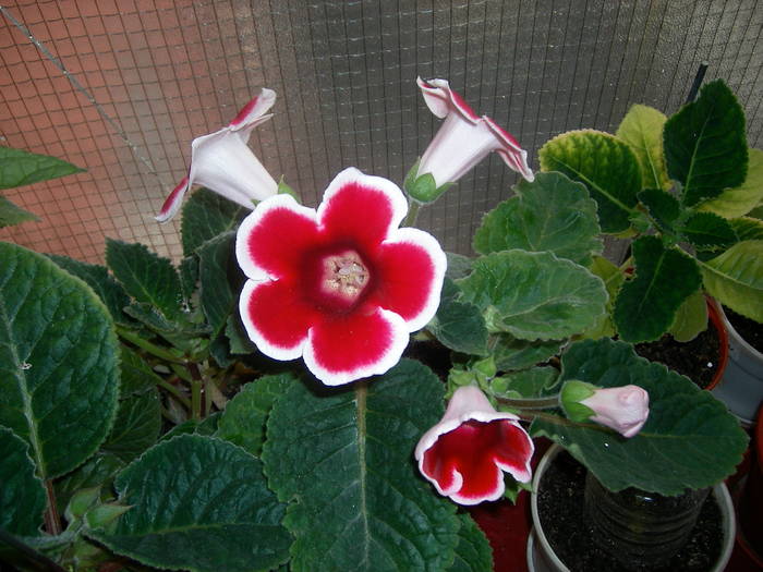 Gloxinia rosu paspolat - Flori - 2009