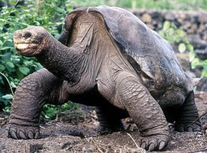 testoasa gigant din insula PINTA - cele mai rare 10 animale din lume