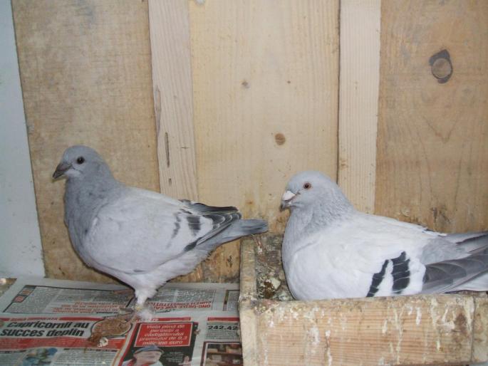 tata cu fica-vanduti