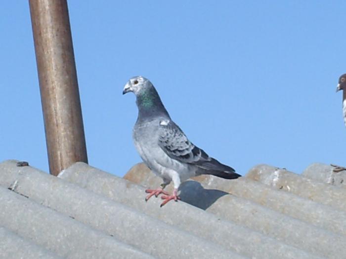 PICT0827 - PORUMBEII MEI