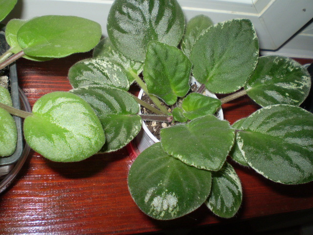 PA042631 - flori de camera 2009-2010