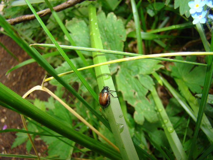 DSC03777 - Concediu 2009