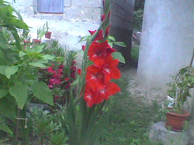 gladiola - florile surorii mele