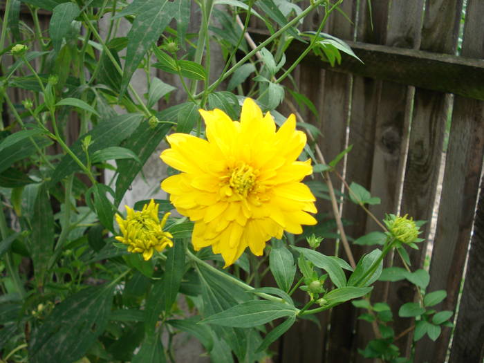 HELIOPSIS