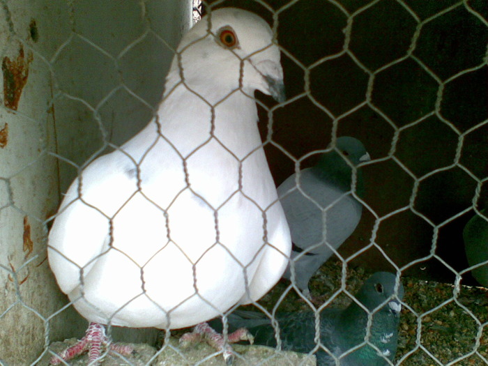 25012009(042) - poze porumbei - perechi pentru 2010