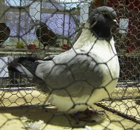 strasser blue barless 2 - 1501 Expo Timisoara 2006