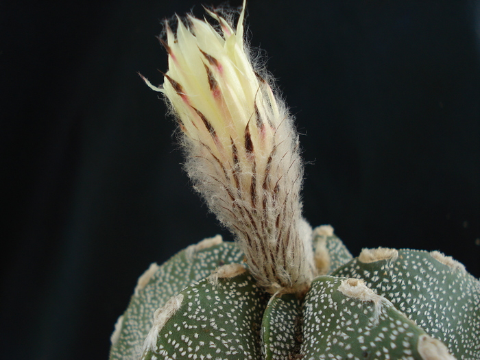 Astrophytum
