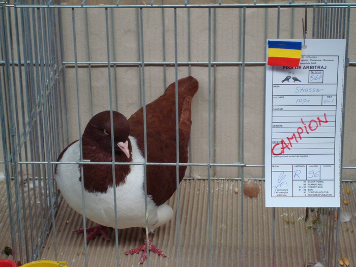 DSC04871 - Campioni de toate rasele la Expo Fauna Banatului 2009 Timisoara