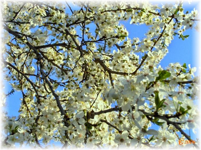 20060415223439_1979 - Flowers