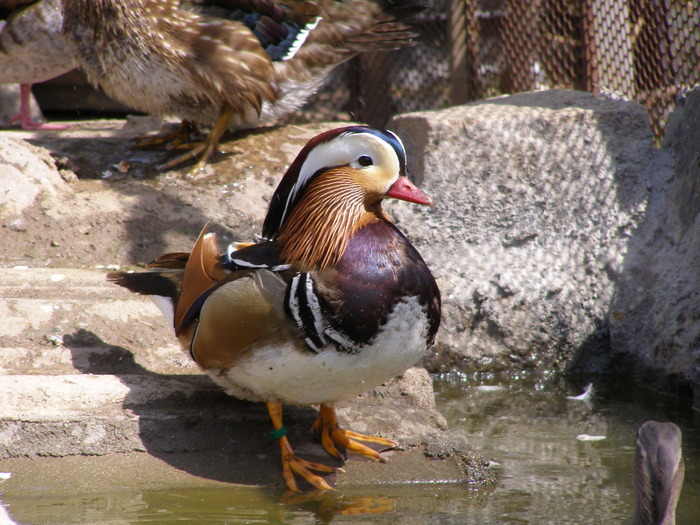 P4192693 - RATA MANDARIN