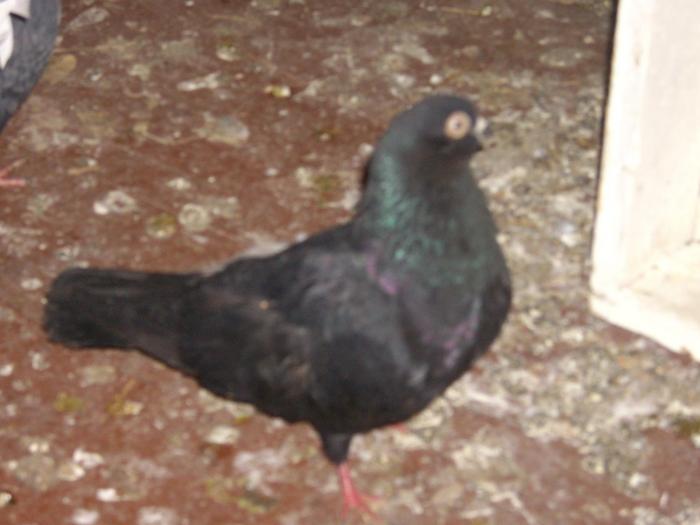 IMGP2129 - porumbei ornament si joc