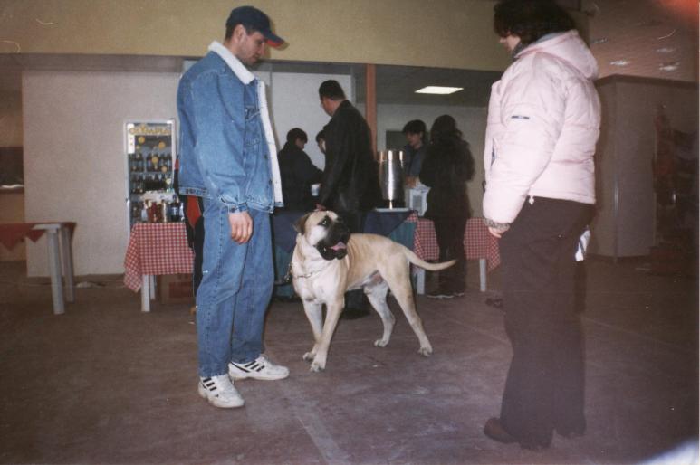 expo-bucuresti-2002-bul mastif - CAINI-DRESAJ-SOCIALIZARE