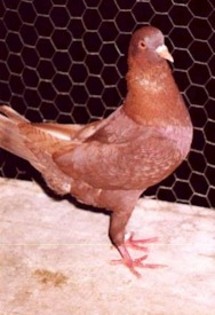 2003-2l - porumbei maltezi