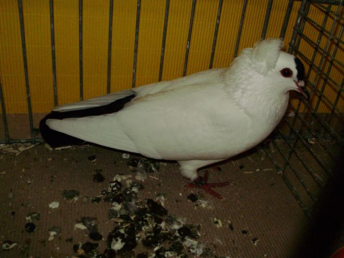 10272 suddeutsche schnippen 1 10272 suddeutsche schnippen 1