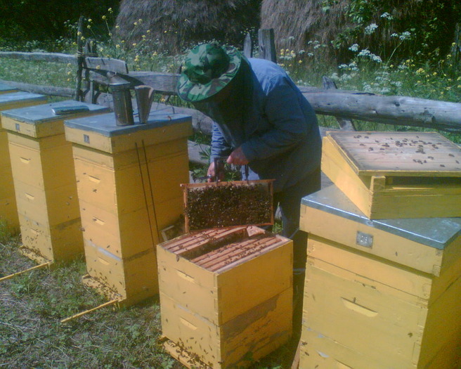 Picture 005 - apicultura