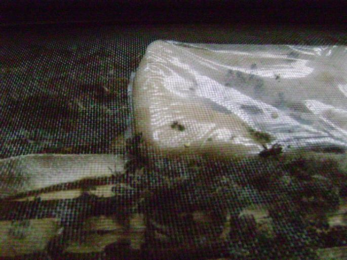 DSC00518