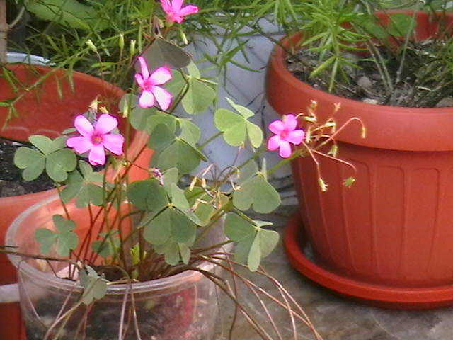 Picture 081