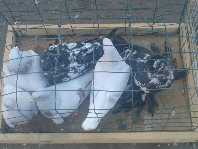 DSC00392 - Piata de pasari si animale Timisoara 2009