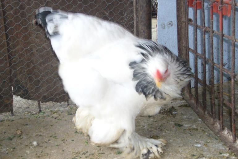 brahma herminat deschis