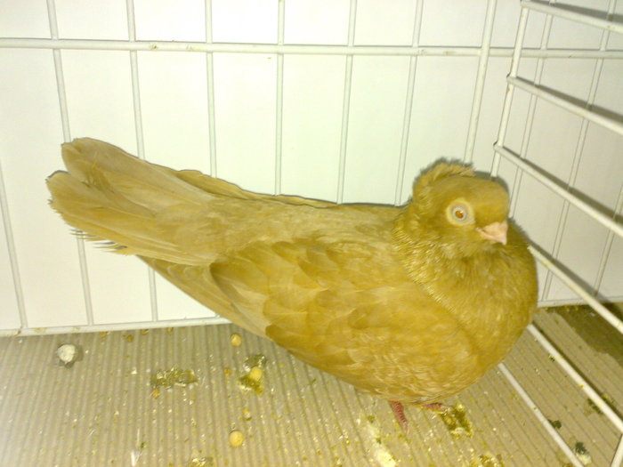 cta uni 14 - 1509 rom juc 1