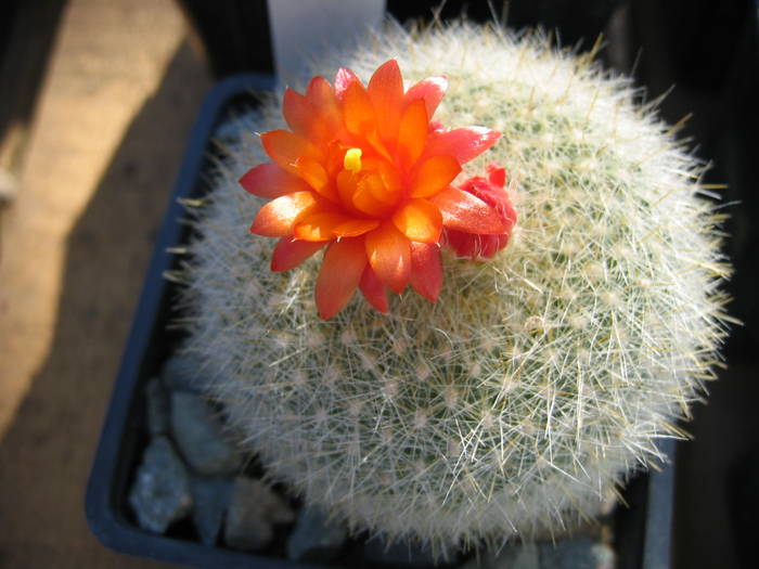 brasilicactushaselbergii