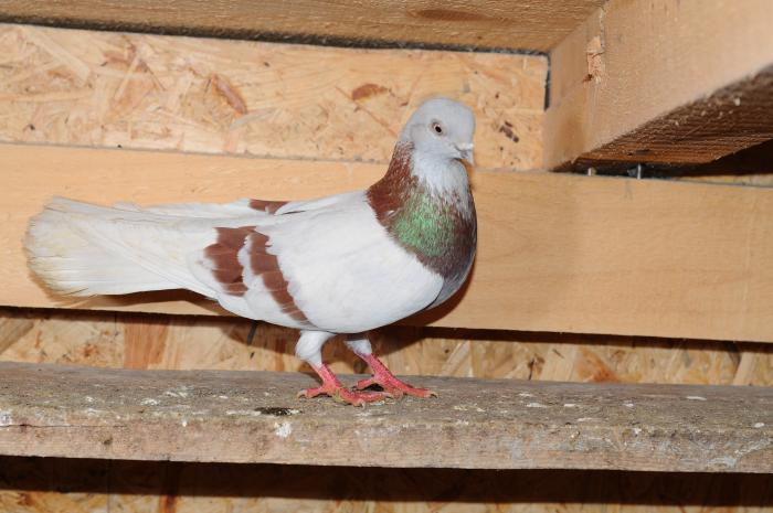 DSC_9900 - jucatori dublumotati calarasi 2008