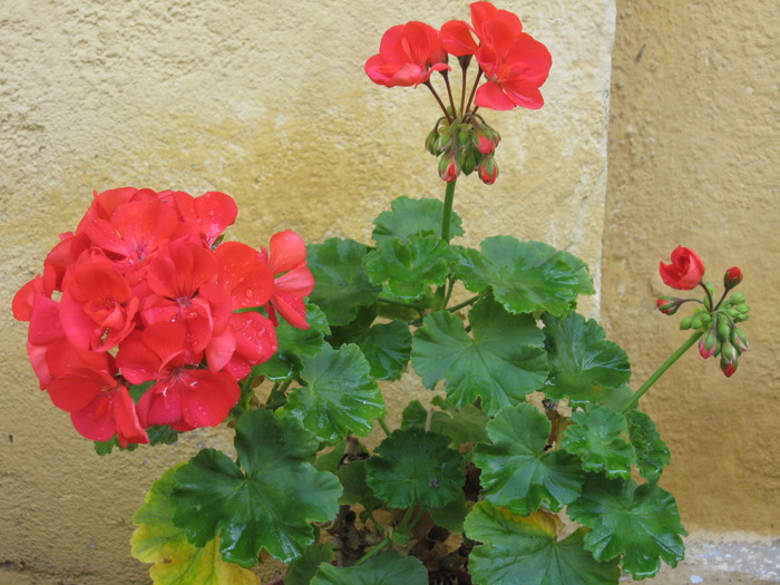 muscata - florile mele