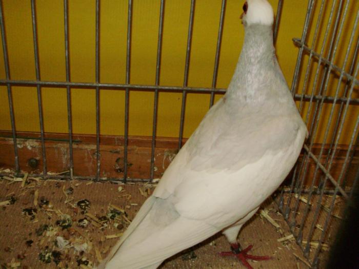 10412 bernhardiner schecken 0 10412 bernhardiner schecken 0