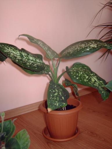 dieffenbachia - Plantele mele de interior