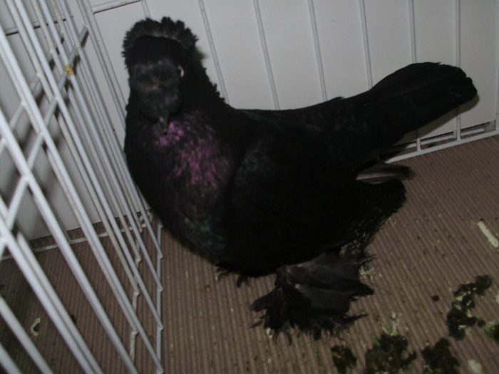 bucovina 8 - 1509 rom juc 1