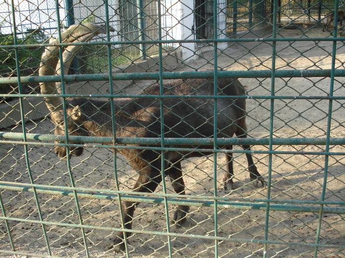 Picture 079 - zoo targoviste