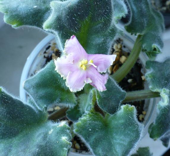 P1140237 - Saintpaulia - violete de camera