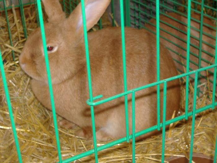 Nitra 06.12.2008 083