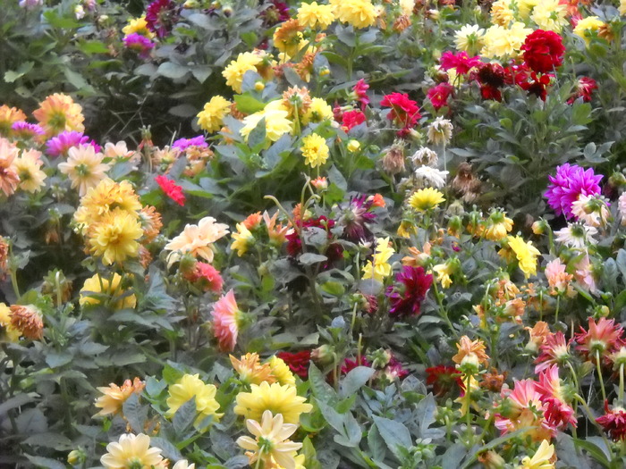 Picture 093 - flori dragute