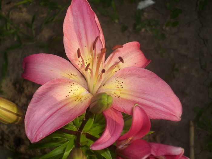 DSCI0874 - flori din gradina mea