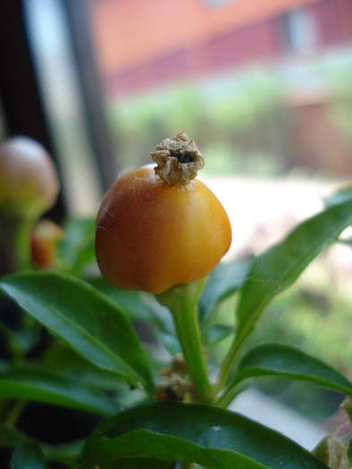 Brazilian Rainbow Pepper (2009, June 02)