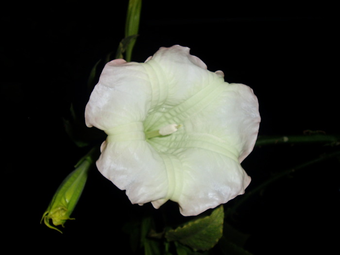 de la bakker cica e dubla -la pret da dar nu la floare - BRUGMANSIA-trompeta ingerilor