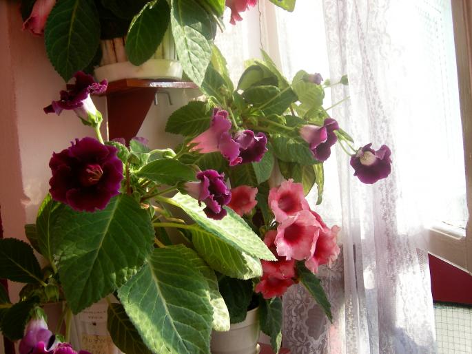 Gloxinia-4 004 - Gloxinii