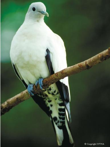 PiedImperialPigeon - Porumbei salbatici