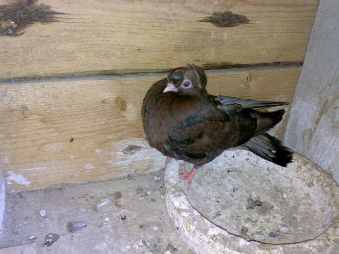 24052008314 - 1712 Marian Serbancea