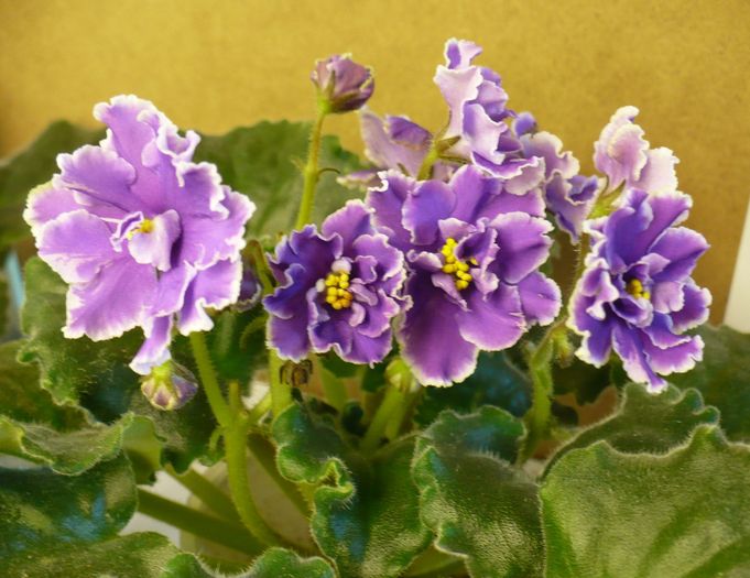 P1180802 - Midnight Cloud