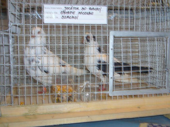 Picture 053 - Expozitia Columbofilia Traditie Si Pasiune din DOROHOI tinuta in perioada 15-20 februarie 2009