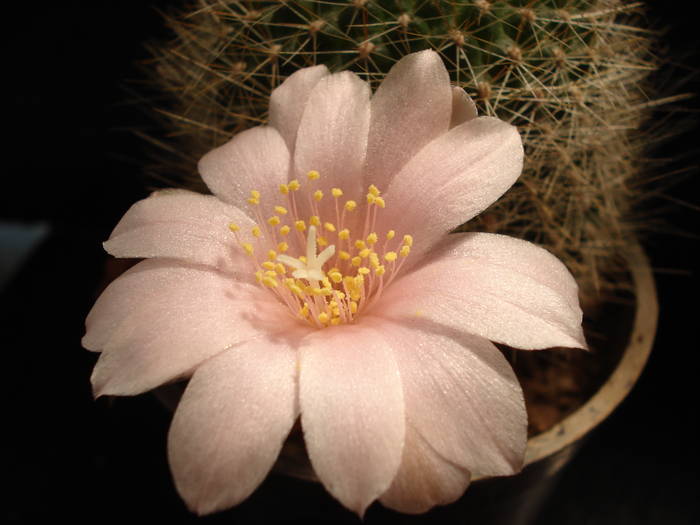 DSC07241 - Cactusi